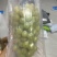 阳光玫瑰