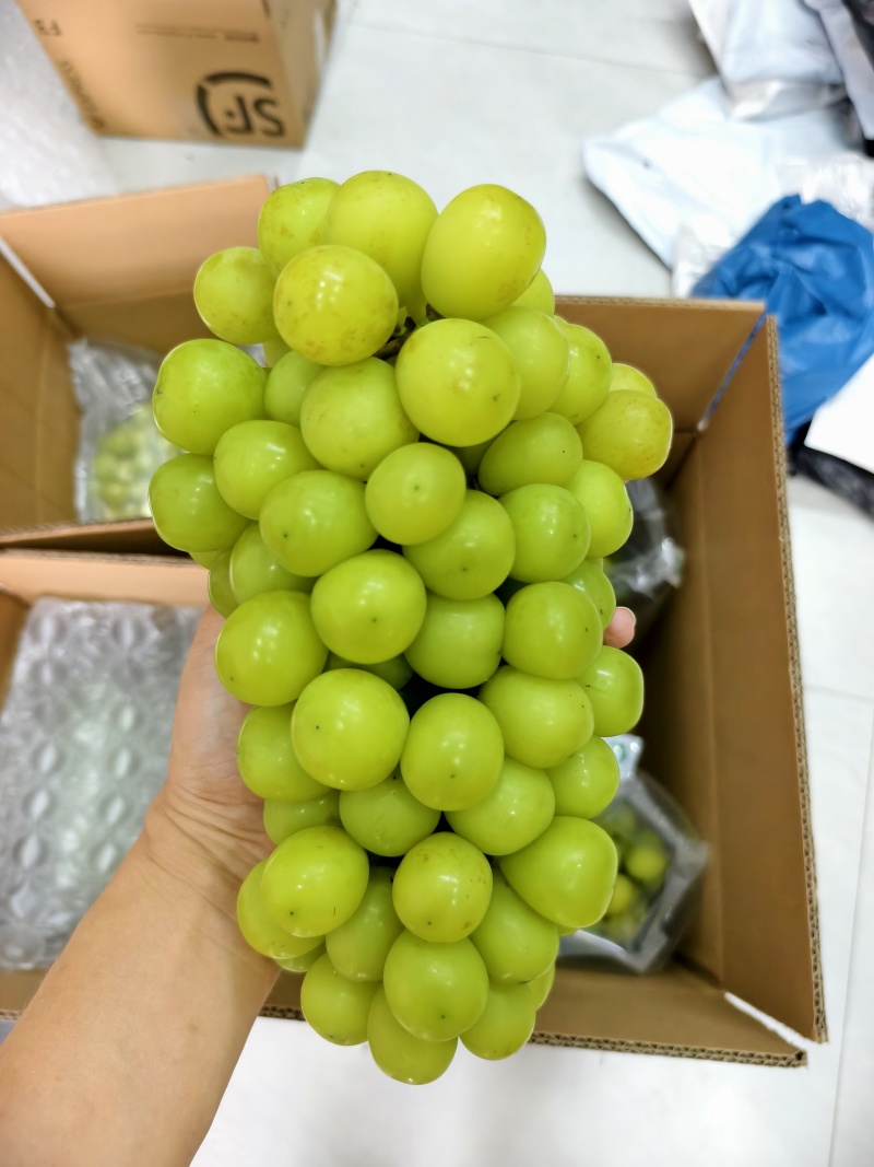 阳光玫瑰