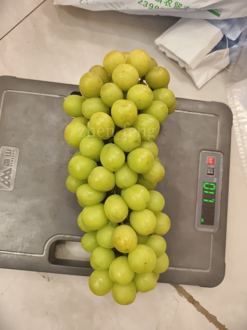 阳光玫瑰