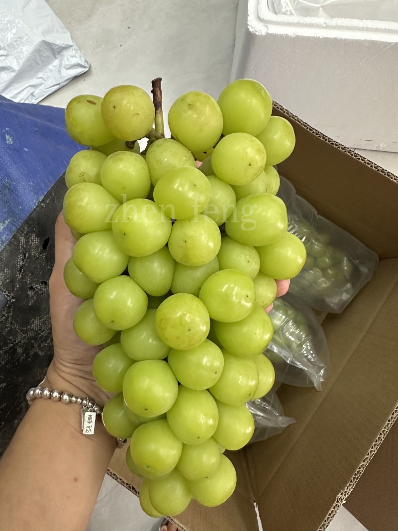 阳光玫瑰