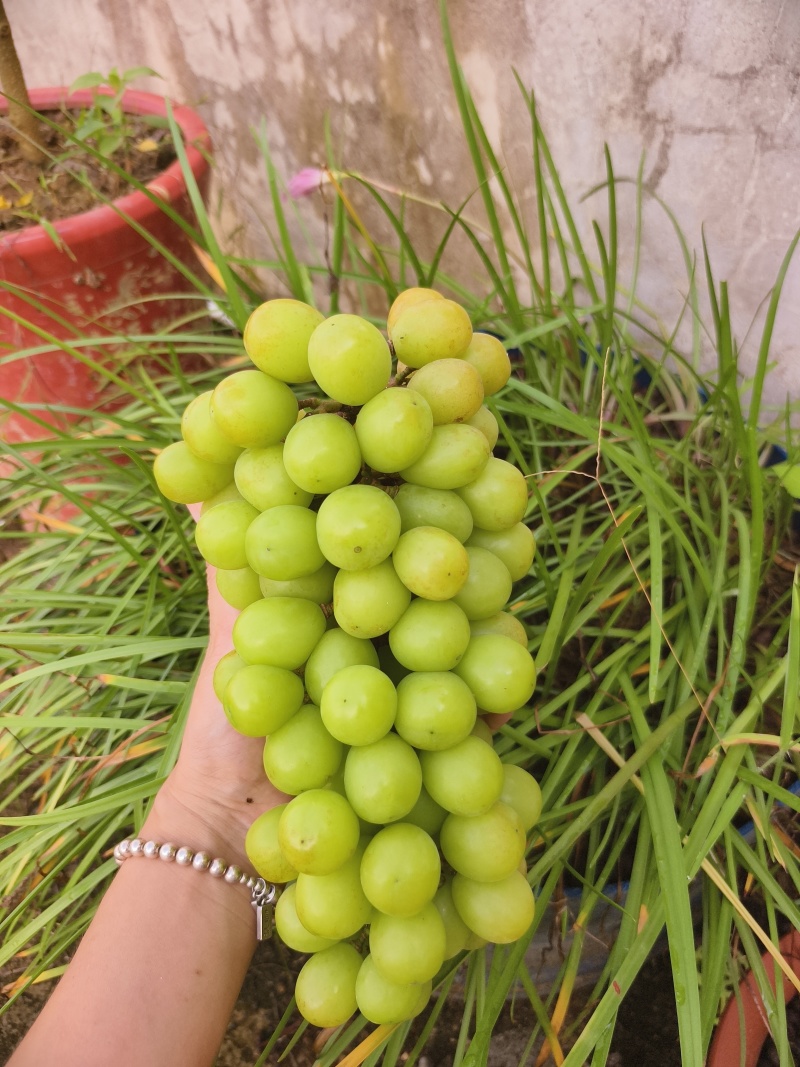 阳光玫瑰
