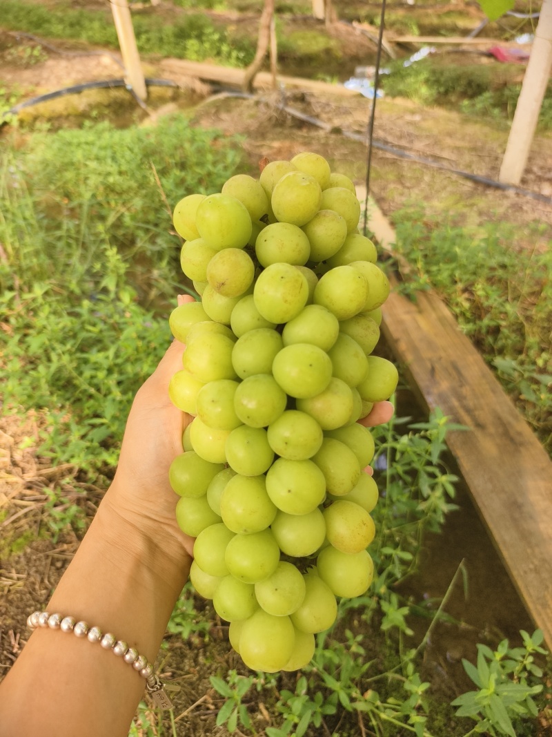 阳光玫瑰