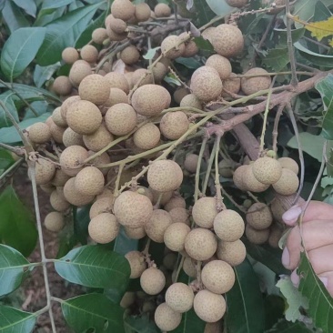石硖龙眼大量供应，全国发货，品质保证，可视频看货