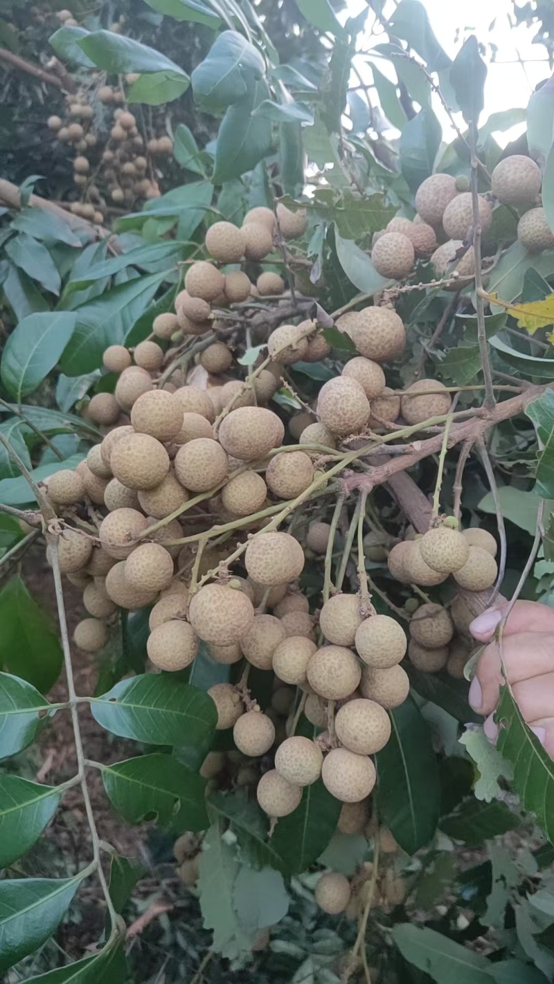 石硖龙眼大量供应，全国发货，品质保证，可视频看货