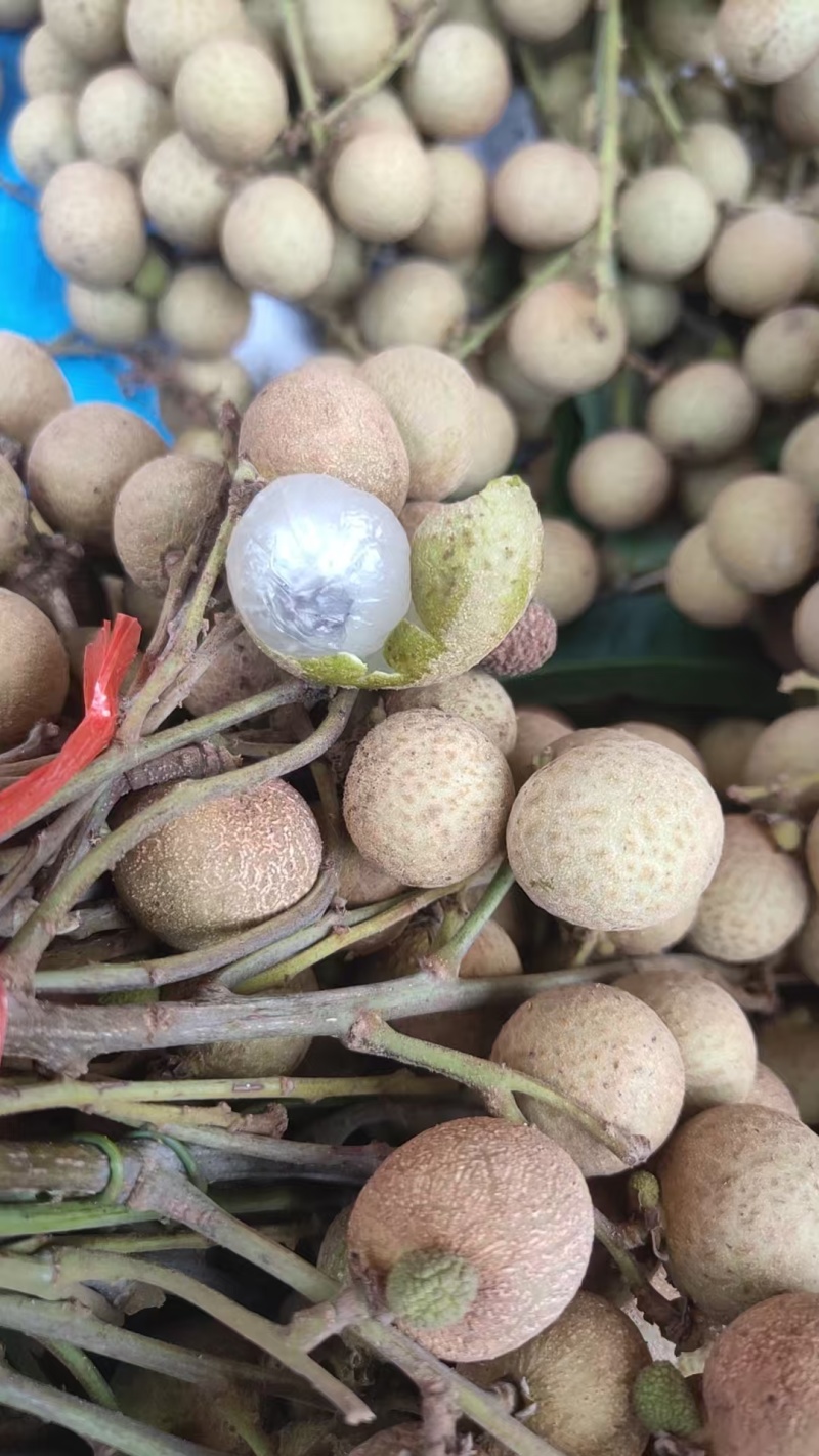 石硖龙眼大量供应，全国发货，品质保证，可视频看货
