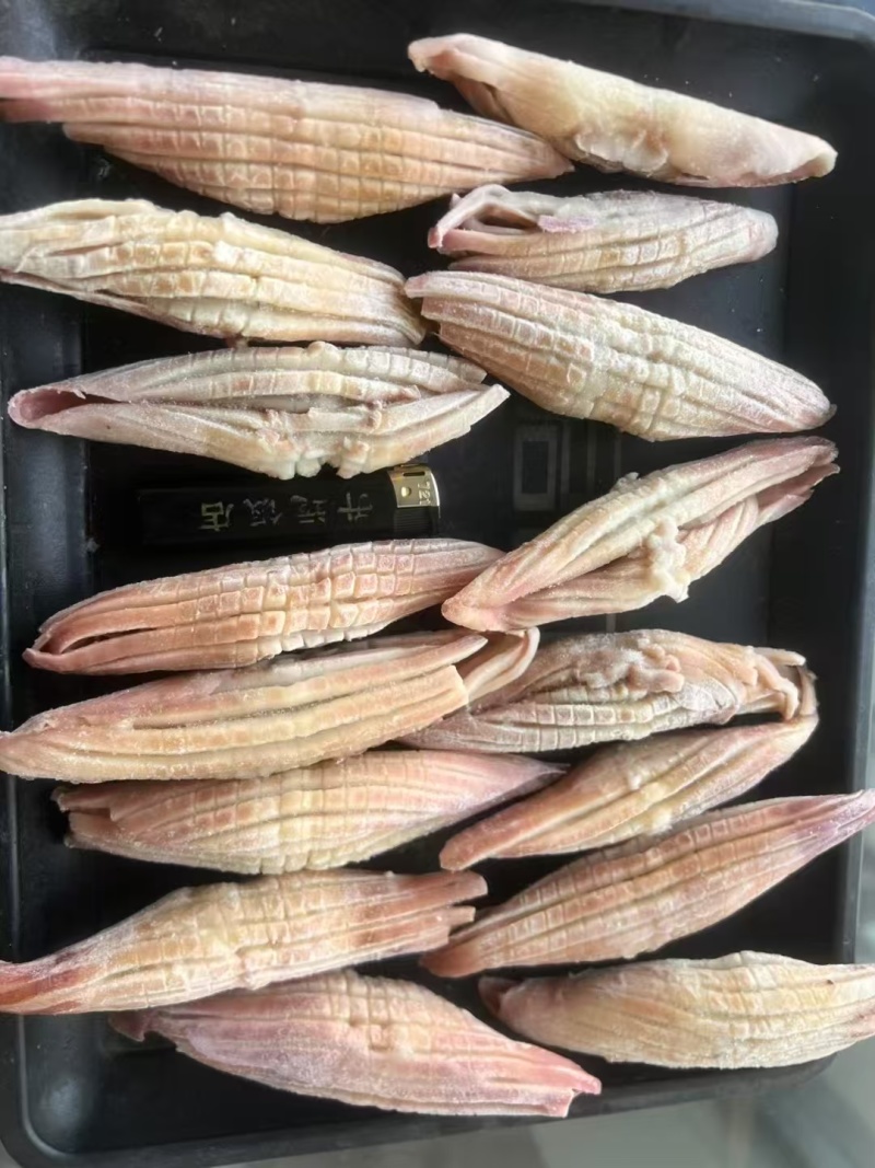 火箭鱿鱼