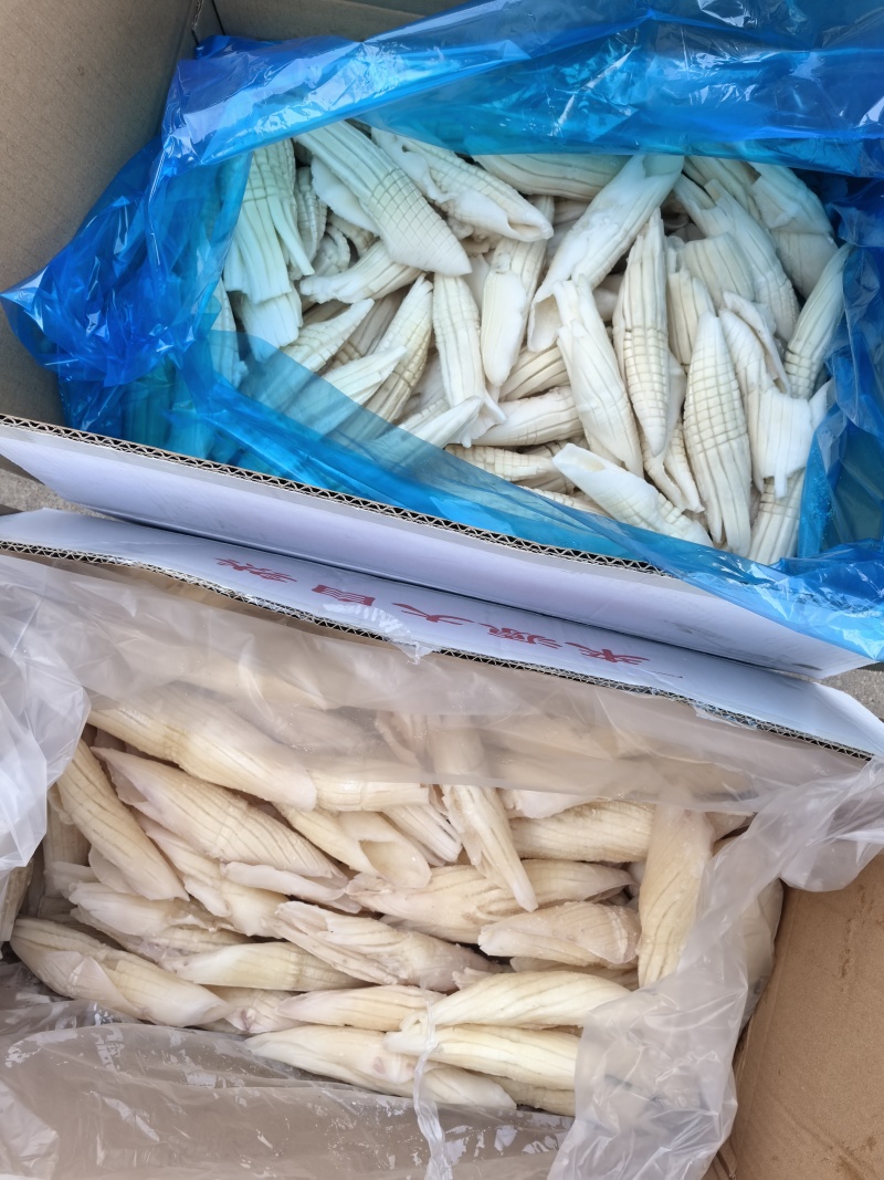火箭鱿鱼