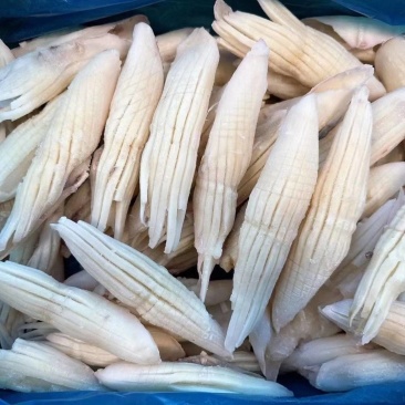 火箭鱿鱼