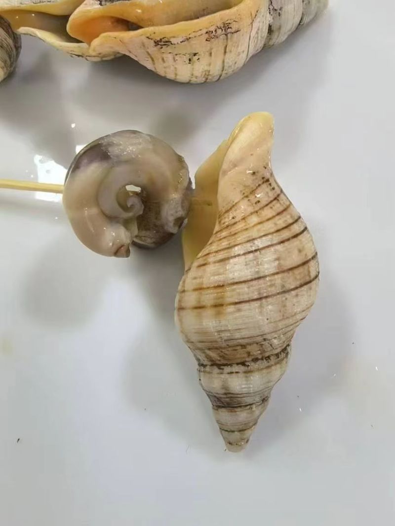 贝贝螺
