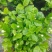 基地批发茉莉花重瓣茉莉花盆栽室内外浓香型四季开花