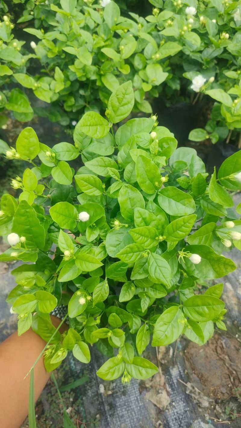 基地批发茉莉花重瓣茉莉花盆栽室内外浓香型四季开花