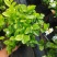 基地批发茉莉花重瓣茉莉花盆栽室内外浓香型四季开花