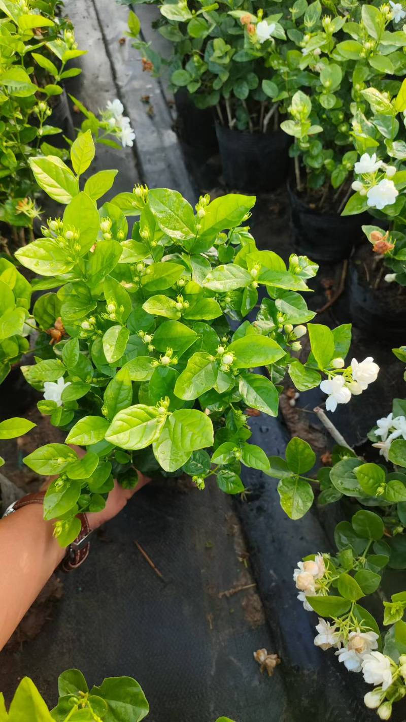 基地批发茉莉花重瓣茉莉花盆栽室内外浓香型四季开花