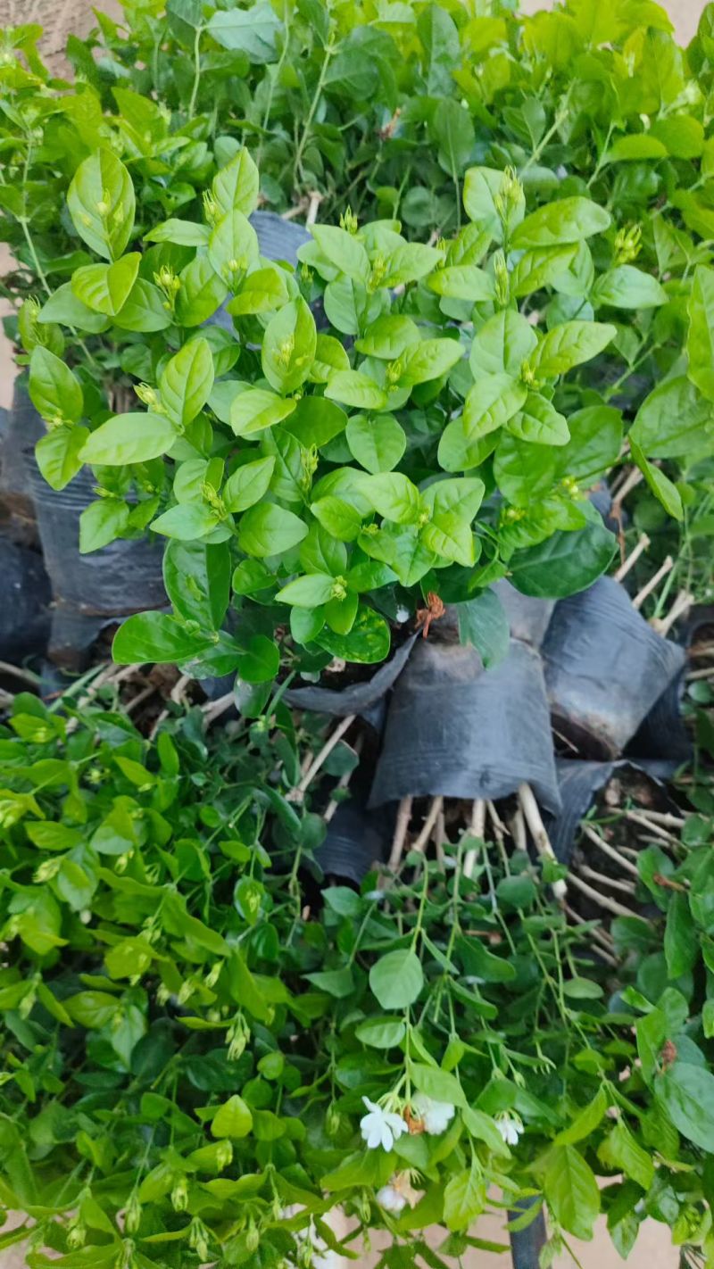 基地批发茉莉花重瓣茉莉花盆栽室内外浓香型四季开花