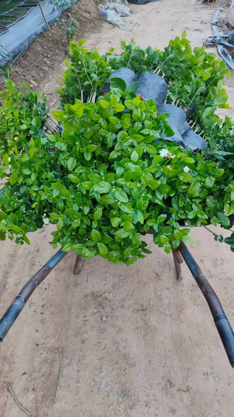 基地批发茉莉花重瓣茉莉花盆栽室内外浓香型四季开花