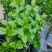 基地批发茉莉花重瓣茉莉花盆栽室内外浓香型四季开花