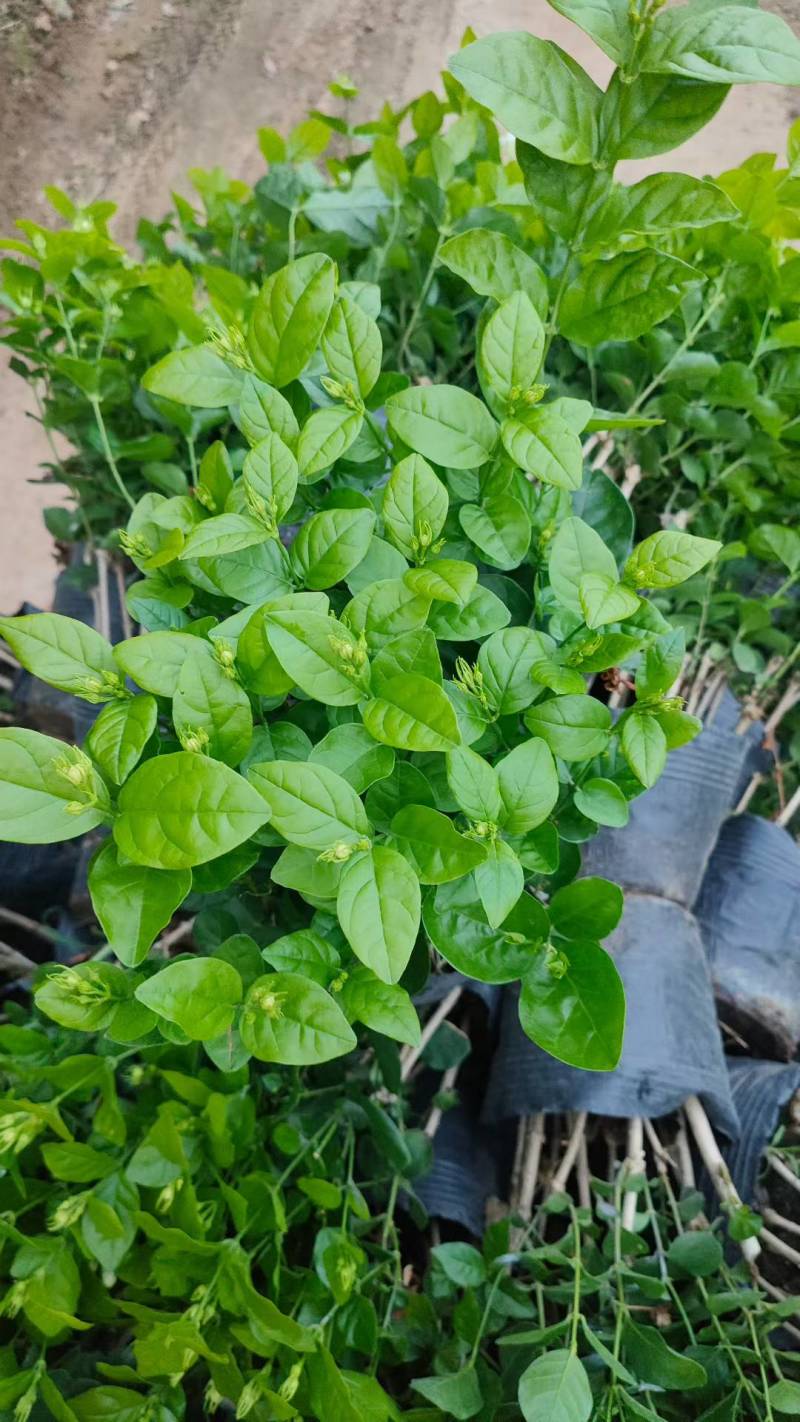 基地批发茉莉花重瓣茉莉花盆栽室内外浓香型四季开花