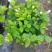 基地批发茉莉花重瓣茉莉花盆栽室内外浓香型四季开花