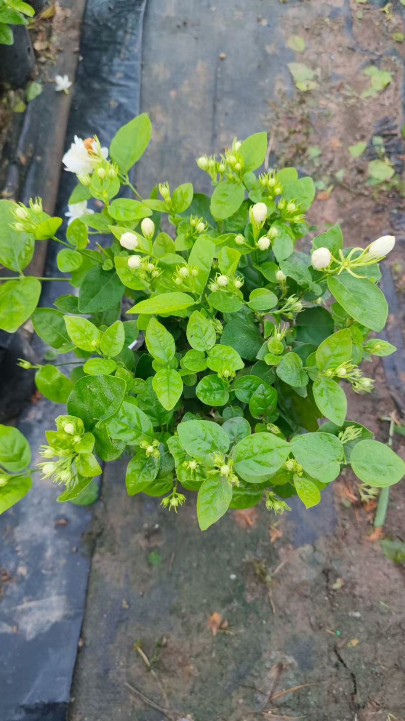 基地批发茉莉花重瓣茉莉花盆栽室内外浓香型四季开花