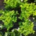 基地批发茉莉花重瓣茉莉花盆栽室内外浓香型四季开花