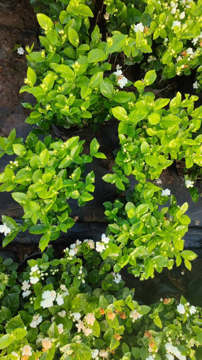 基地批发茉莉花重瓣茉莉花盆栽室内外浓香型四季开花