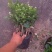 基地批发茉莉花重瓣茉莉花盆栽室内外浓香型四季开花