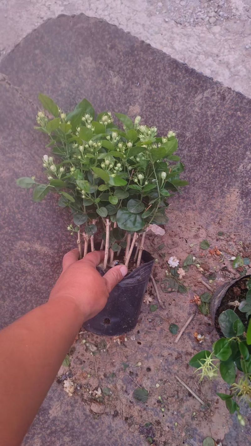 基地批发茉莉花重瓣茉莉花盆栽室内外浓香型四季开花