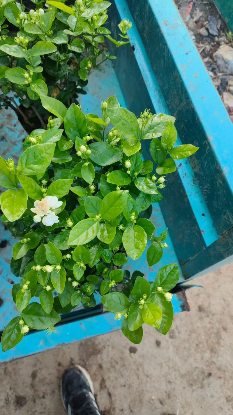 基地批发茉莉花重瓣茉莉花盆栽室内外浓香型四季开花