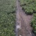 基地批发茉莉花重瓣茉莉花盆栽室内外浓香型四季开花
