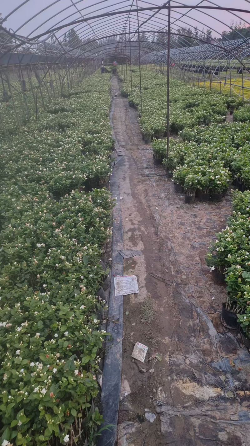 基地批发茉莉花重瓣茉莉花盆栽室内外浓香型四季开花