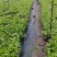 基地批发茉莉花重瓣茉莉花盆栽室内外浓香型四季开花