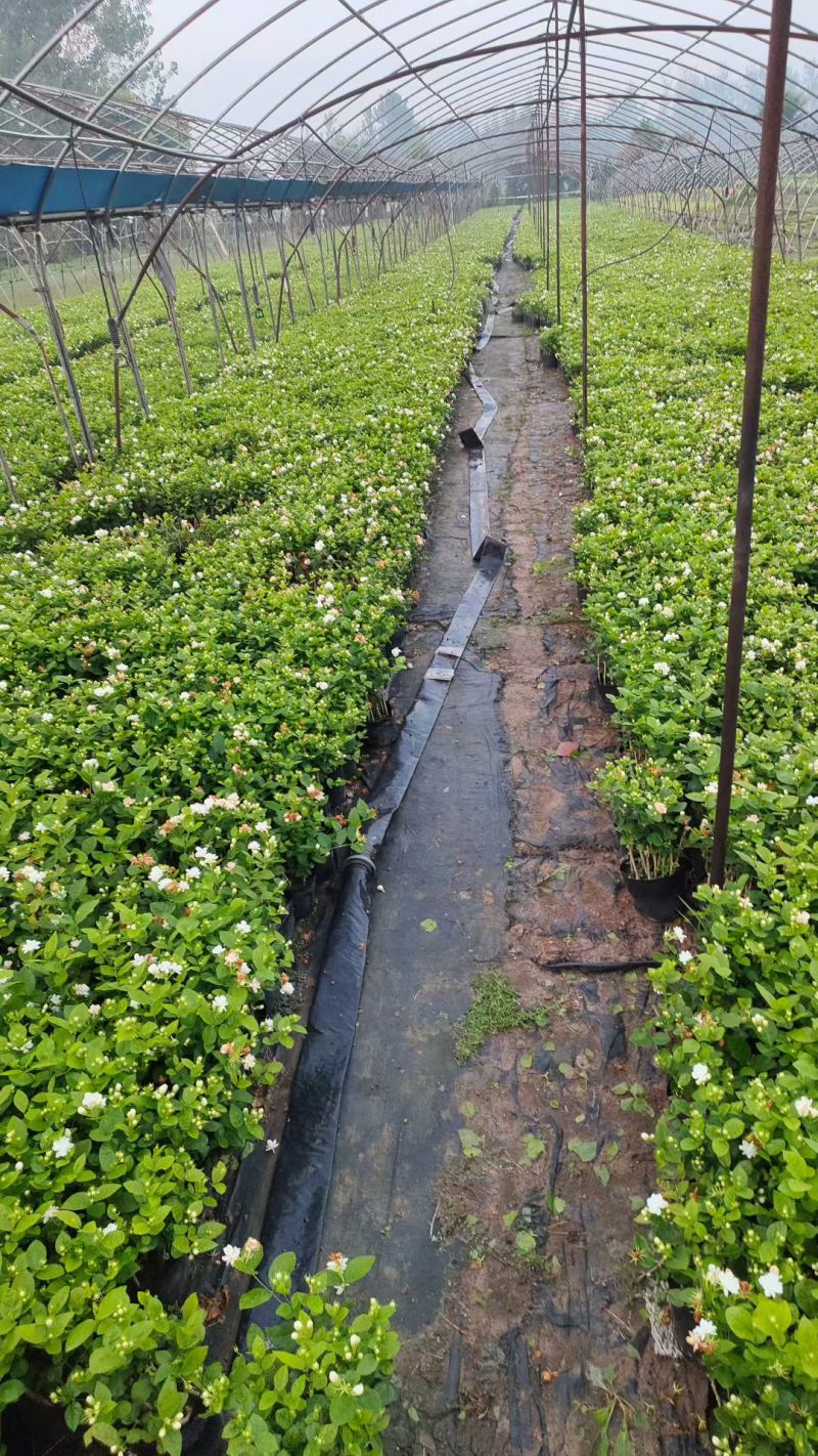 基地批发茉莉花重瓣茉莉花盆栽室内外浓香型四季开花