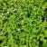 基地批发茉莉花重瓣茉莉花盆栽室内外浓香型四季开花