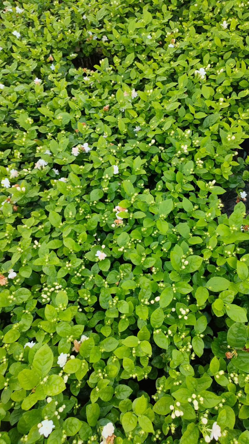 基地批发茉莉花重瓣茉莉花盆栽室内外浓香型四季开花