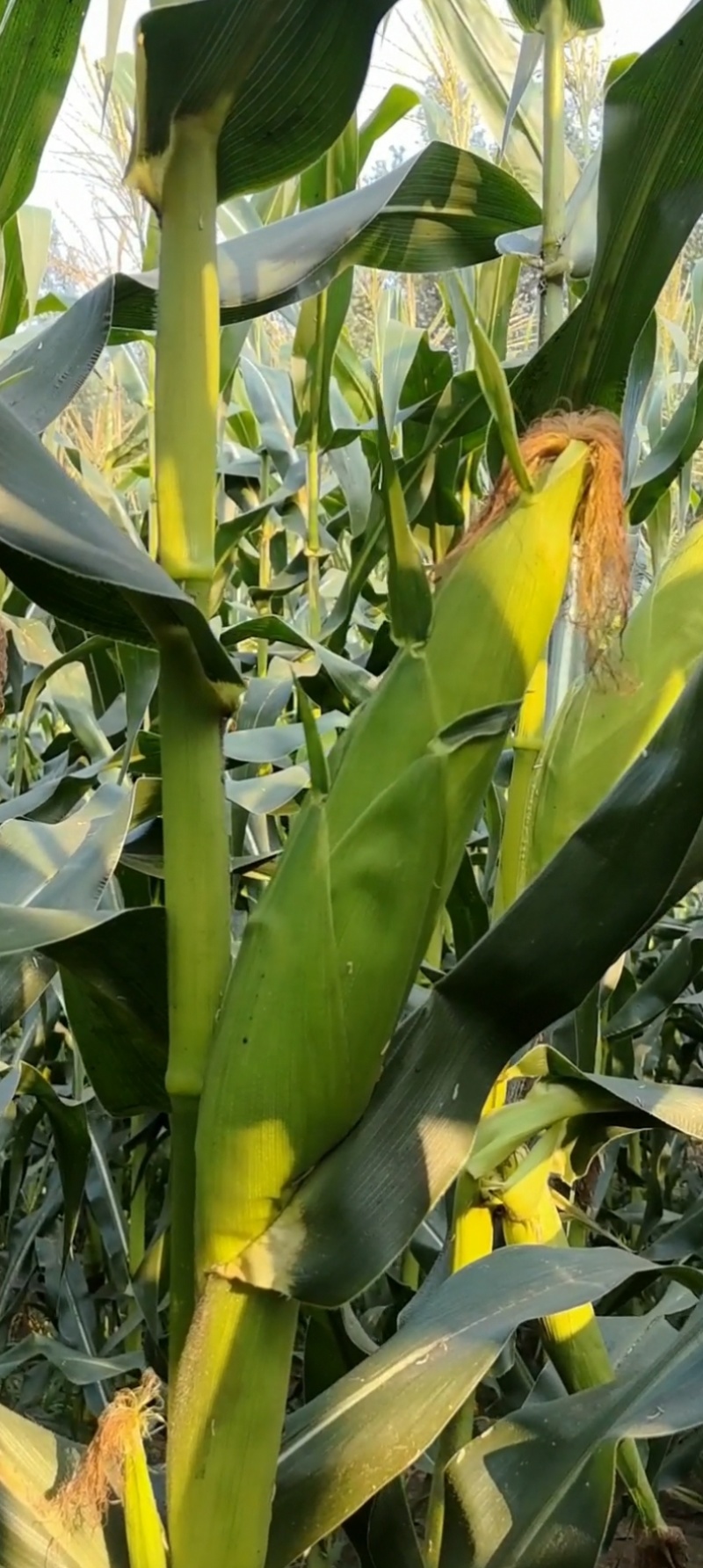 产地直销676花糯鲜玉米量多从优