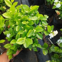 基地批发茉莉花重瓣茉莉花盆栽室内外浓香型四季开花