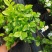 基地批发茉莉花重瓣茉莉花盆栽室内外浓香型四季开花