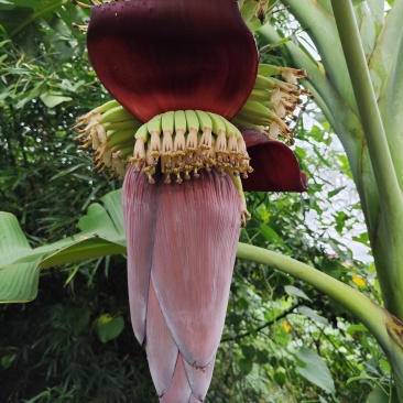 芭蕉花蕾香蕉花蕾