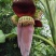 芭蕉花蕾香蕉花蕾