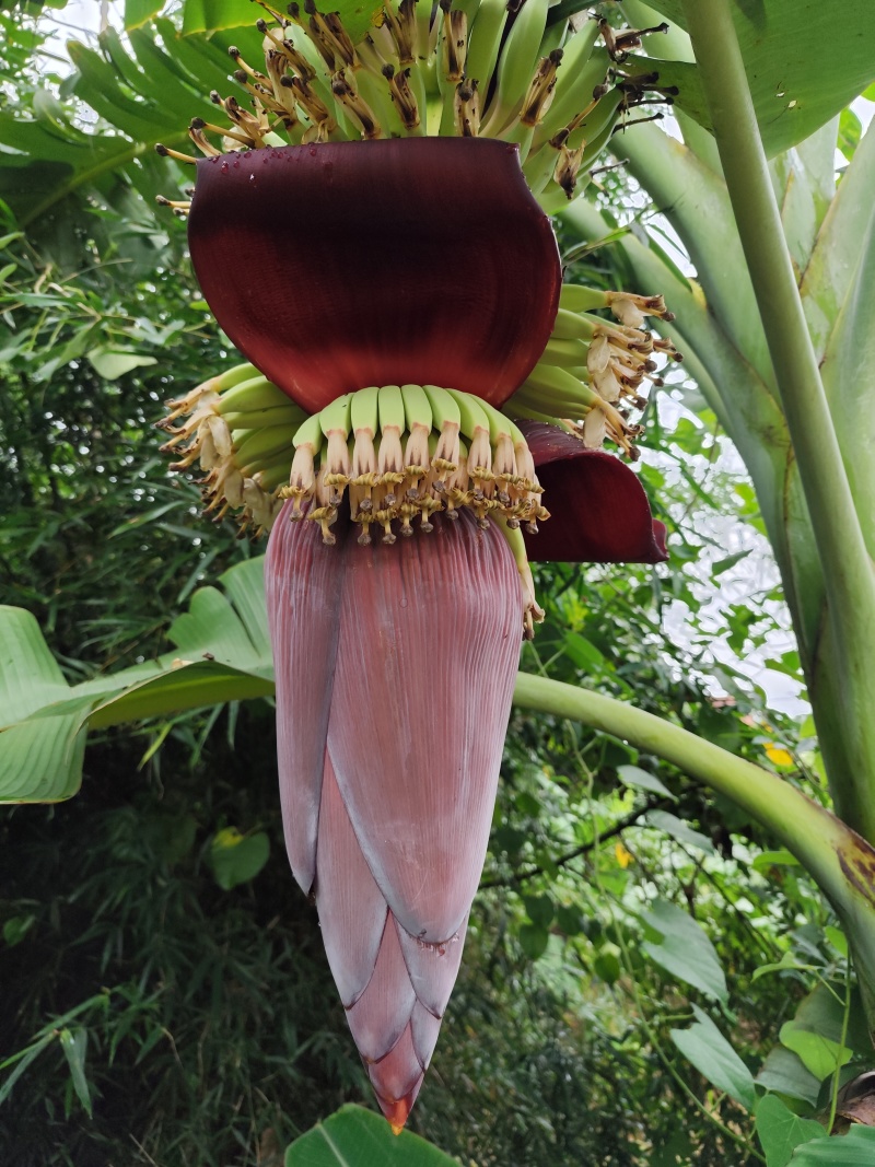 芭蕉花蕾香蕉花蕾