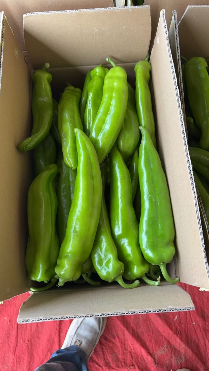 毛毛钱精品牛角椒