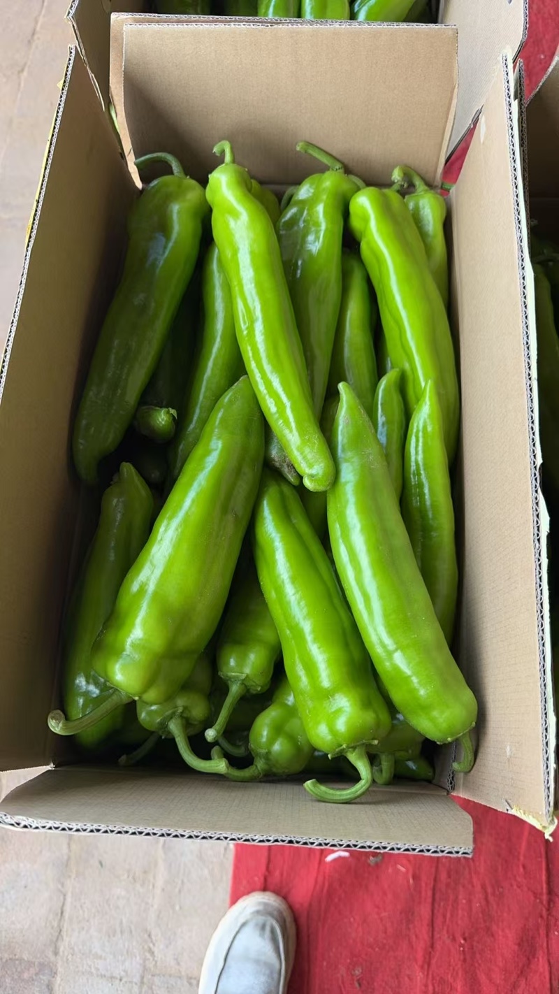 毛毛钱精品牛角椒