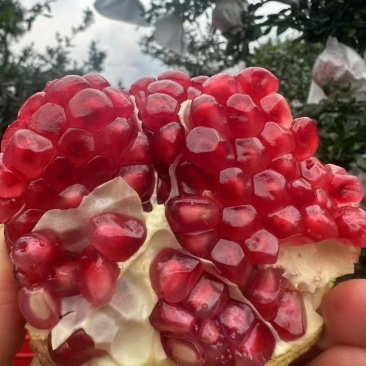 会东突尼斯软子石榴