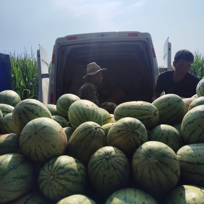 金花一号