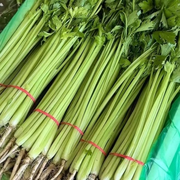 宁夏银川精品香芹散装大捆小把大量供应，安需包装，