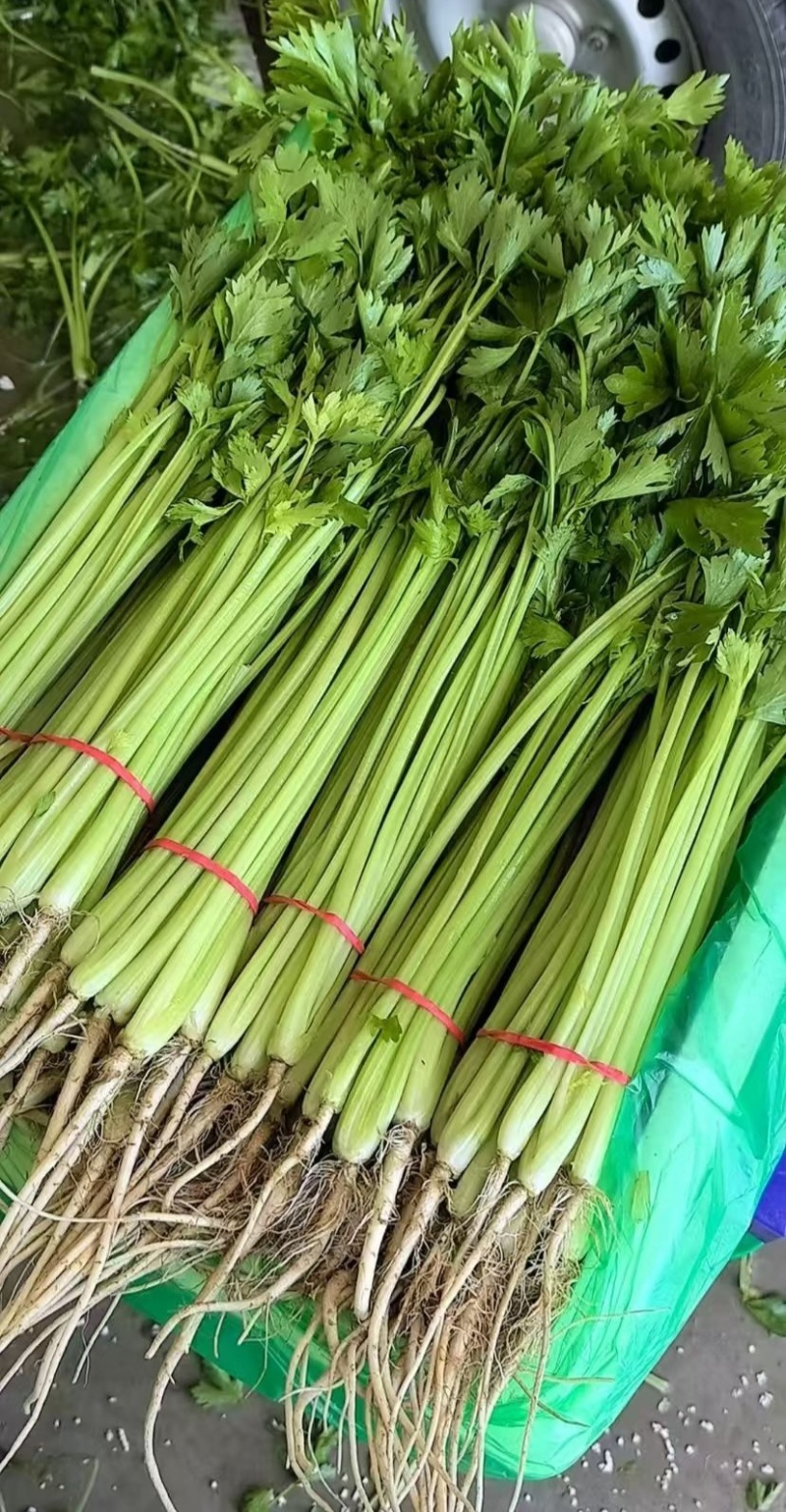 宁夏银川精品香芹散装大捆小把大量供应，安需包装，