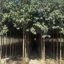 盐城精品大叶女贞，保质保量，欢迎合作联系