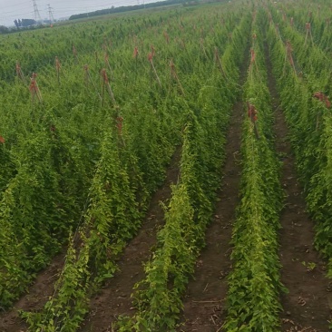 4-88-12规格分成如有需要电话联系哦