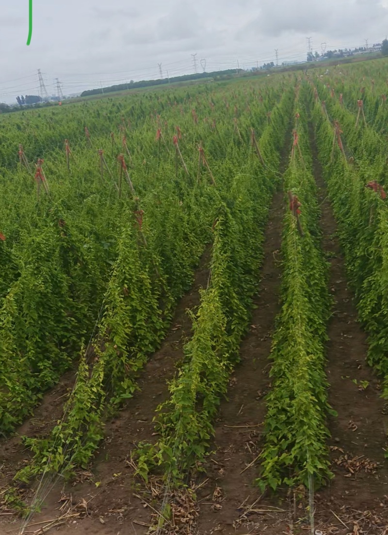 4-88-12规格分成如有需要电话联系哦