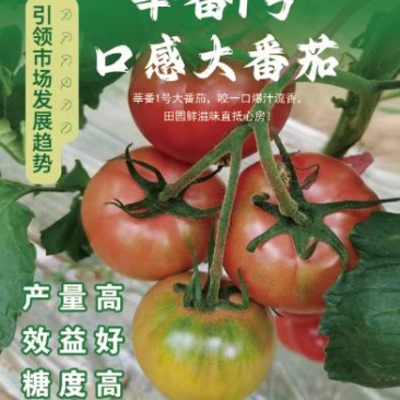 莘番1号，大口感西红柿